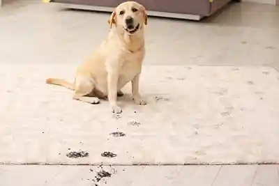 Pet Stain Removal Pet Stain Removal